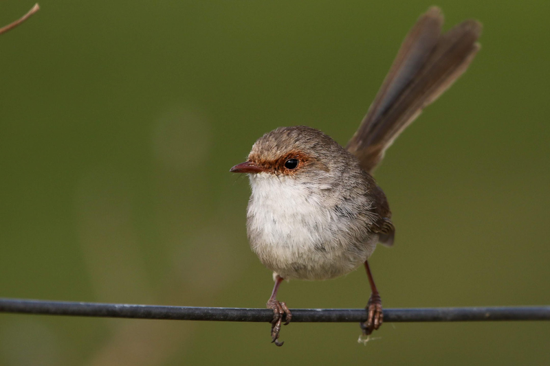 A female fairy-wren on a wire